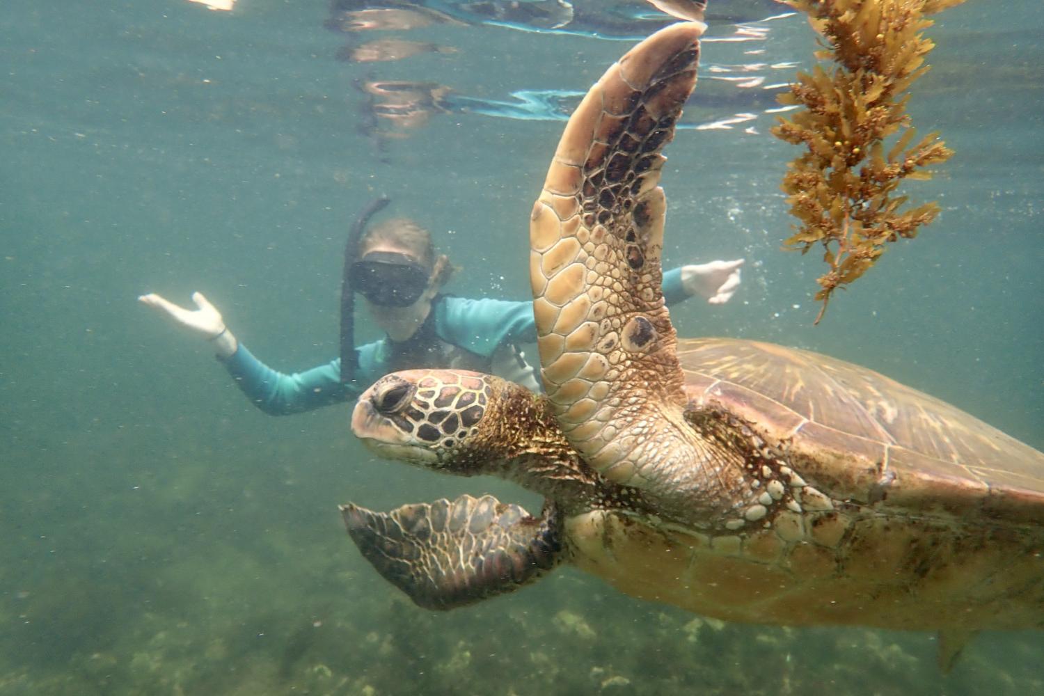 一名<a href='http://uayq.drsarabar.com'>bv伟德ios下载</a>学生在Galápagos群岛游学途中与一只巨龟游泳.
